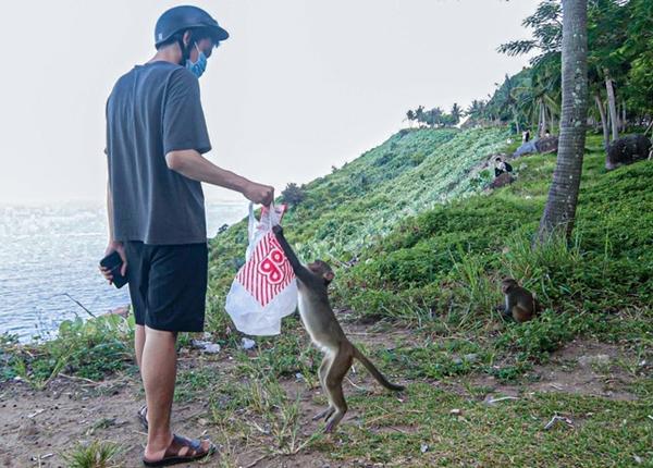 Đàn khỉ ‘bao vây’ khách du lịch Sơn Trà-1