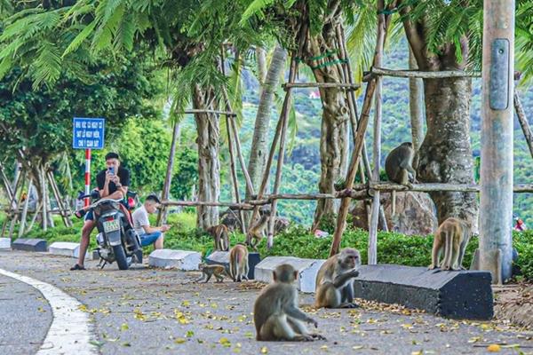 Đàn khỉ ‘bao vây’ khách du lịch Sơn Trà-3