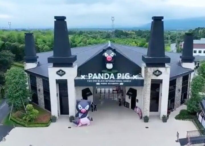 Các cặp đôi tuổi Hợi đổ về trang trại lợn để tổ chức đám cưới-1