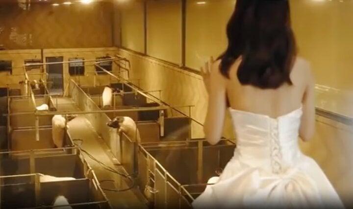 Các cặp đôi tuổi Hợi đổ về trang trại lợn để tổ chức đám cưới-2