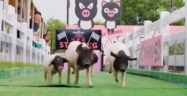 Các cặp đôi tuổi Hợi đổ về trang trại lợn để tổ chức đám cưới-3