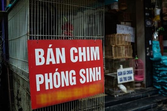 Những con chim phóng sinh không thể bay và sự tàn nhẫn của con người