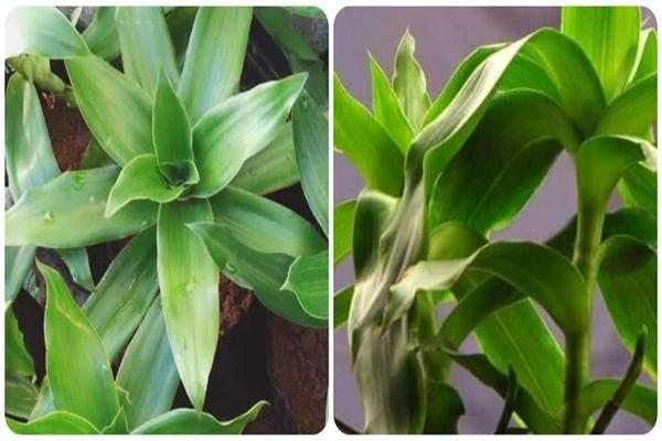 Cây lược vàng chữa những bệnh gì?-1