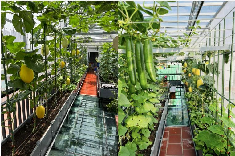 Ông bố ở Hà Nội làm vườn ‘lười’ trên tầng 8, cả năm thoải mái hái trái ngon-2