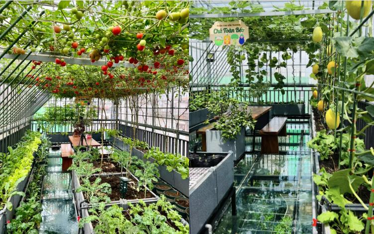 Ông bố ở Hà Nội làm vườn ‘lười’ trên tầng 8, cả năm thoải mái hái trái ngon-5