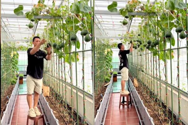 Ông bố ở Hà Nội làm vườn ‘lười’ trên tầng 8, cả năm thoải mái hái trái ngon-6
