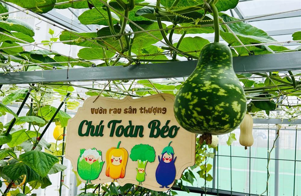 Ông bố ở Hà Nội làm vườn ‘lười’ trên tầng 8, cả năm thoải mái hái trái ngon-7