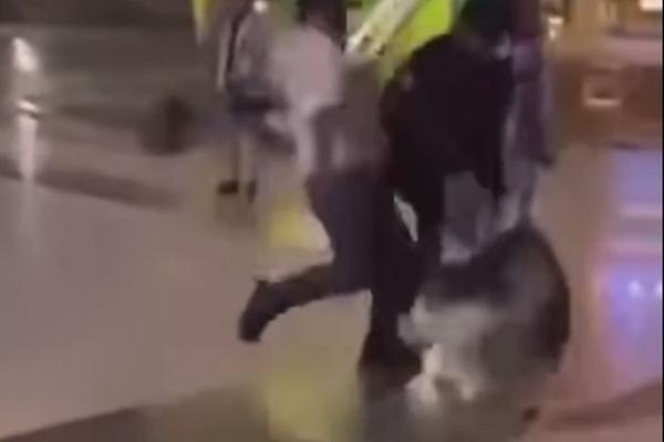 Chủ nuôi chi hàng trăm triệu đồng mua chó Alaska để kinh doanh chụp ảnh ở Đà Lạt-3