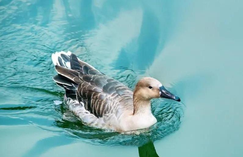 Người muốn thành công cần nắm vững định luật con vịt-1