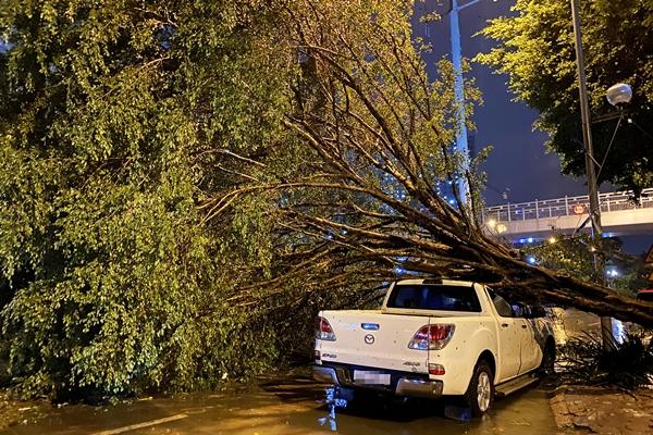 Tiếc tiền không gửi ô tô trong hầm, tôi nhận quả đắng khi bị cây đổ trúng xe-2