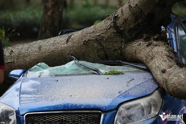 Tiếc tiền không gửi ô tô trong hầm, tôi nhận quả đắng khi bị cây đổ trúng xe-1
