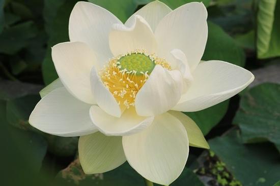 Qua đêm nay, 3 con giáp chạy đâu thoát kiếp giàu sang, hưởng trọn lộc thần tài, rơi trúng mỏ kim cương