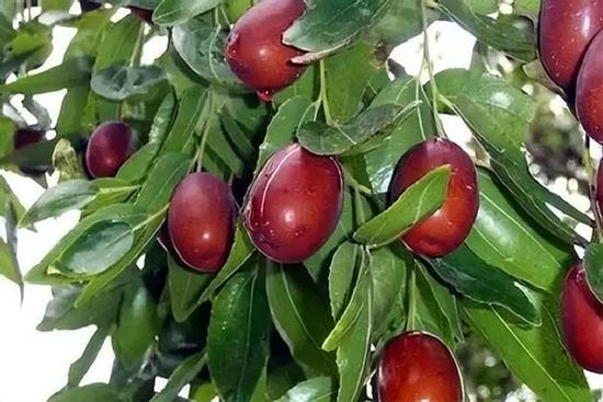 3 loại cây thích hợp trồng ban công, dễ ra quả lúc lỉu, lại tốt về phong thủy