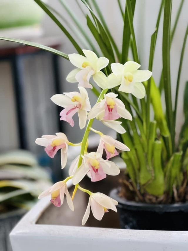 MC Diễm Quỳnh hiếm hoi khoe chồng U60, đang sống hạnh phúc trong căn nhà rực sắc hoa-14