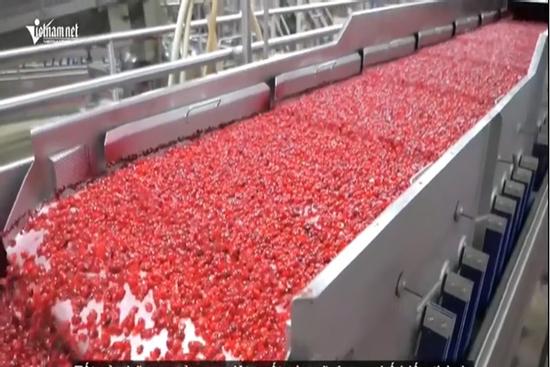 Bất ngờ với cách thu hoạch 100 tỷ quả nam việt quất của người nông dân