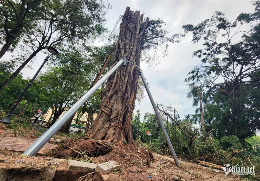 Hơn 40.000 cây gãy đổ do bão Yagi, Hà Nội dự kiến cứu 3.000 cây-1