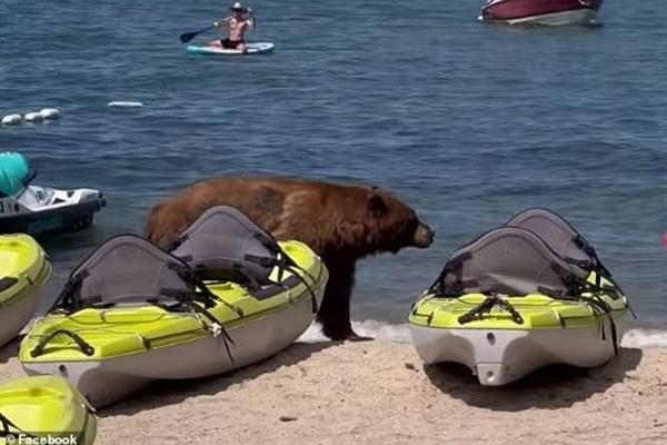 Đang tắm biển, du khách hoảng loạn khi bắt gặp cảnh đáng sợ-3