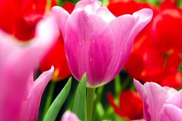 3 con giáp trúng số độc đắc 300 tỷ vào đúng ngày 19/9/2024, tay trái hốt vàng, tay phải hối bạc-2