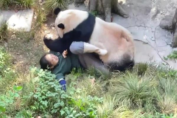 Sở hữu đôi mắt mơ màng, hổ vằn gây sốt khắp cõi mạng-3