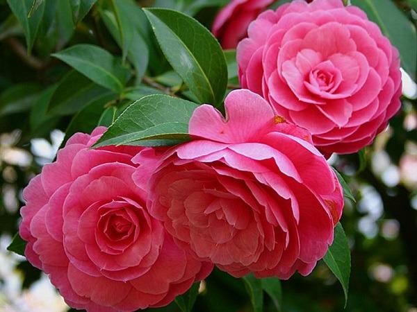 Đúng ngày mai, thứ Ba 24/9/2024, 3 con giáp đổi đời sung túc, đeo vàng đeo bạc nặng trĩu cả cổ-1