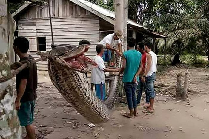 Những vụ trăn nuốt chửng người gây rúng động: Khi con người lấn át tự nhiên, cái giá phải trả là vô cùng khủng khiếp-1