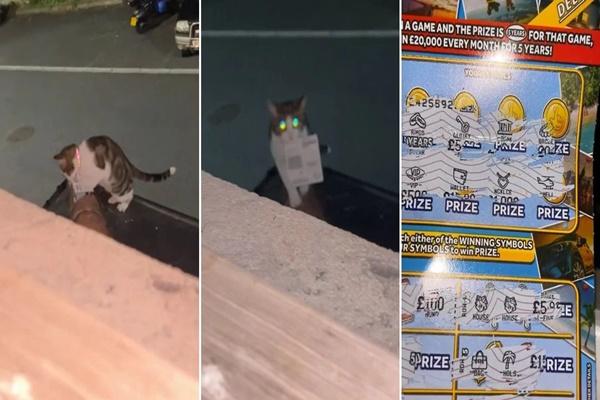 Phát hiện khách không mời trên giường ngủ, người phụ nữ sợ quên cả tiếng Anh-3