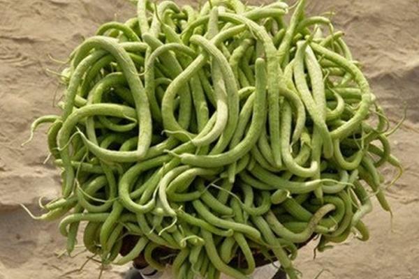 Tác dụng không ngờ của quả trám, ăn ngay kẻo hết mùa-3