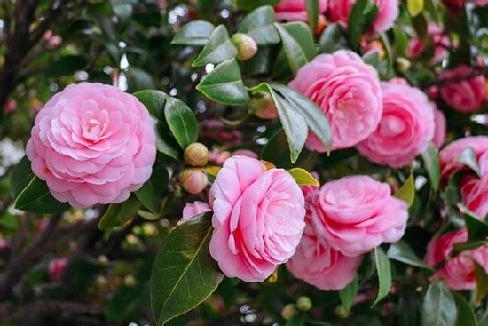 Đúng thứ Ba 1/10/2024, 3 con giáp Tài Lộc rơi trúng đầu, tiền bạc phủ đầy túi, sự nghiệp cứ thế mà tấn tới