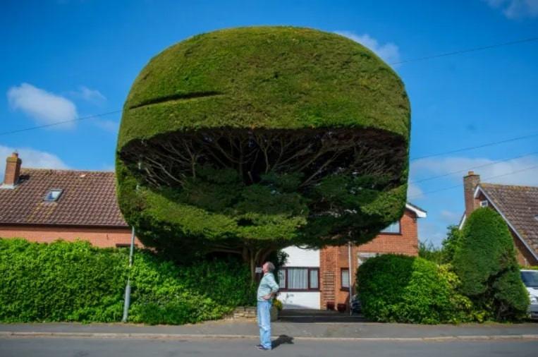 Cây khổng lồ có hình dáng đặc biệt, chủ nhà chi 16 triệu đồng để cắt tỉa mỗi năm-2