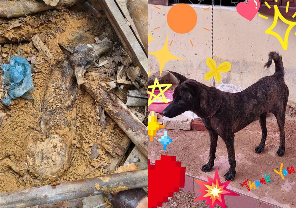 Sức sống phi thường của chú chó bị vùi lấp 9 ngày trong ngôi nhà bị sạt lở tại Yên Bái-1