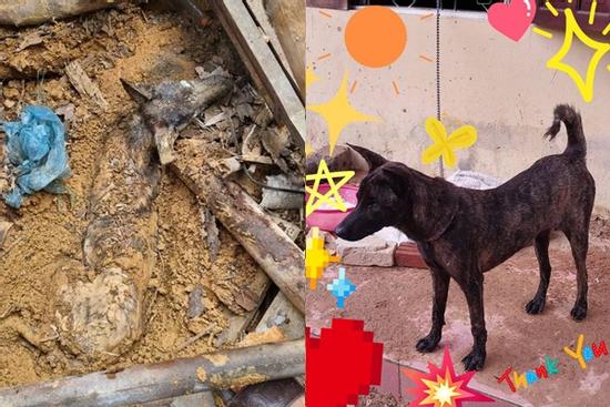 Sức sống phi thường của chú chó bị vùi lấp 9 ngày trong ngôi nhà bị sạt lở tại Yên Bái