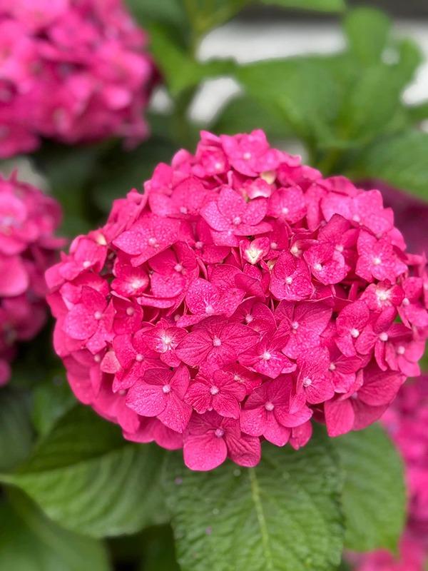 Hậu chia tay DJ đình đám, người đẹp Hương Phù Sa có cuộc sống lột xác bên chồng doanh nhân Việt kiều-8