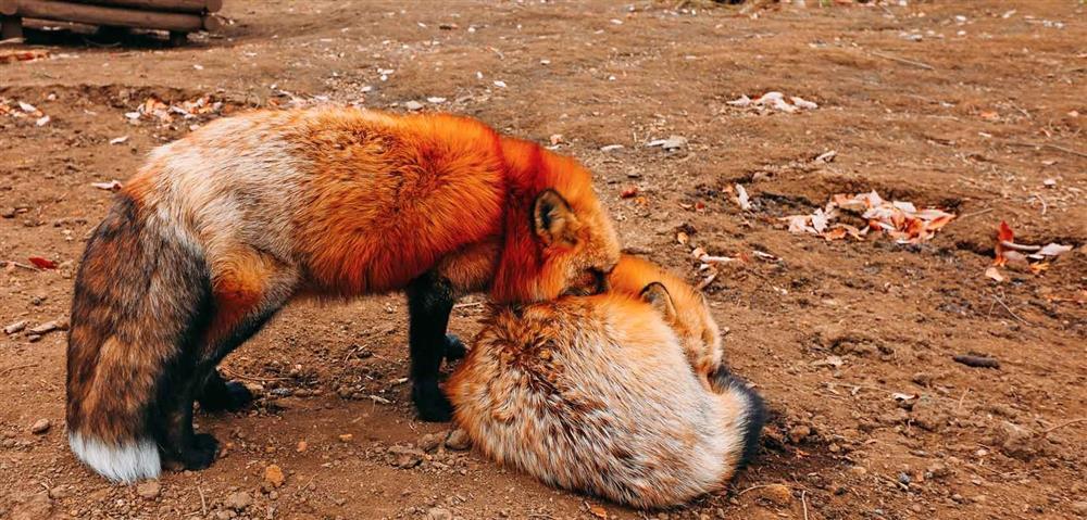 Ngôi làng có hơn 100 con cáo, du khách tò mò ghé thăm-1