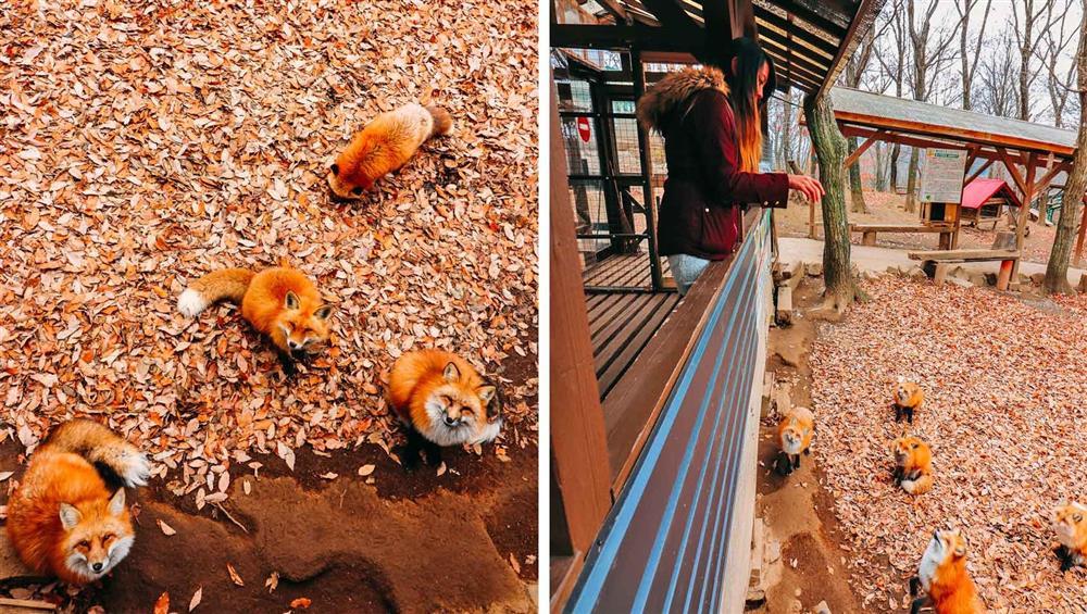 Ngôi làng có hơn 100 con cáo, du khách tò mò ghé thăm-5