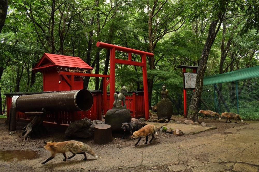 Ngôi làng có hơn 100 con cáo, du khách tò mò ghé thăm-6