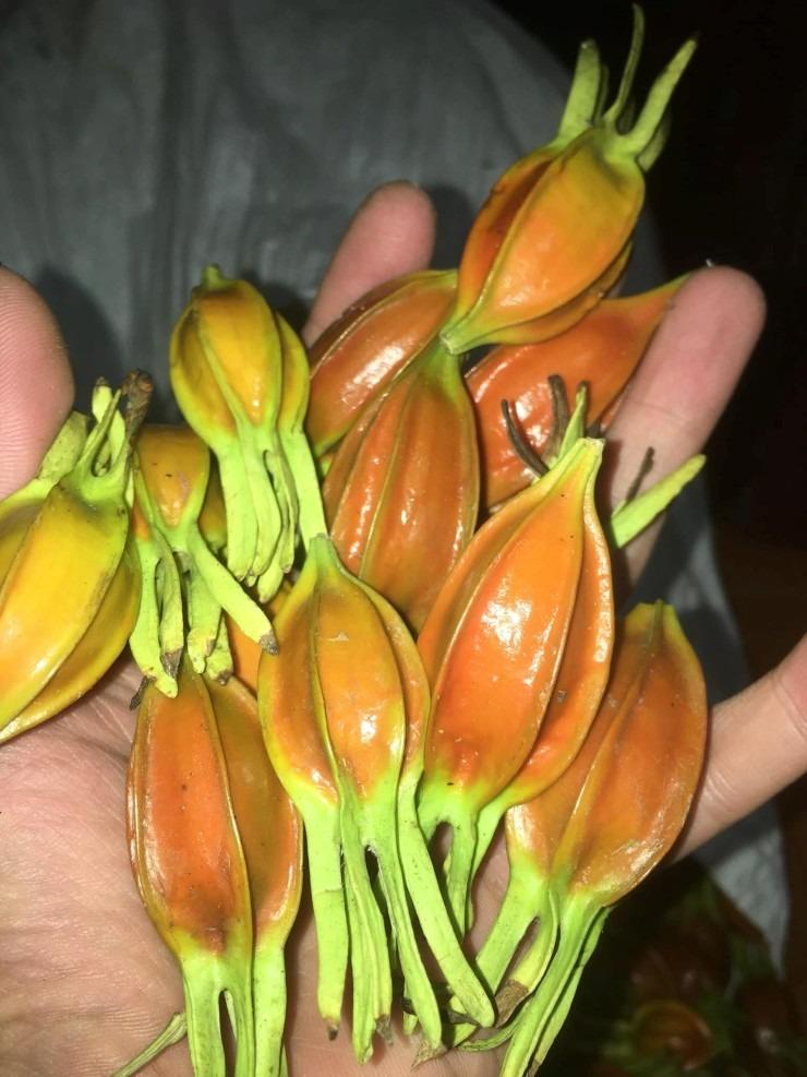 Quả mọc dại giá đến 300.000 đồng/kg, dân buôn bán vài tạ/tháng-1