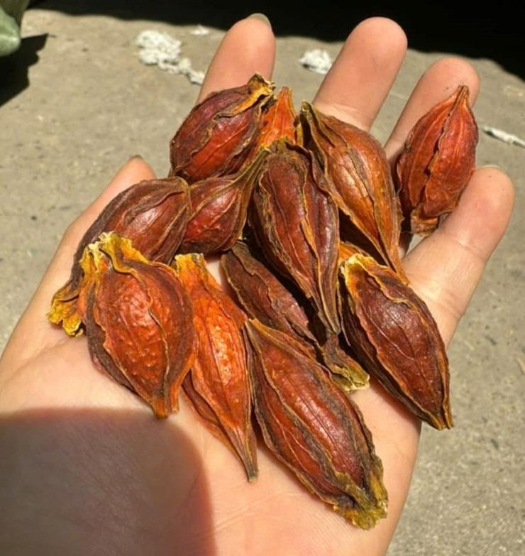 Quả mọc dại giá đến 300.000 đồng/kg, dân buôn bán vài tạ/tháng-2