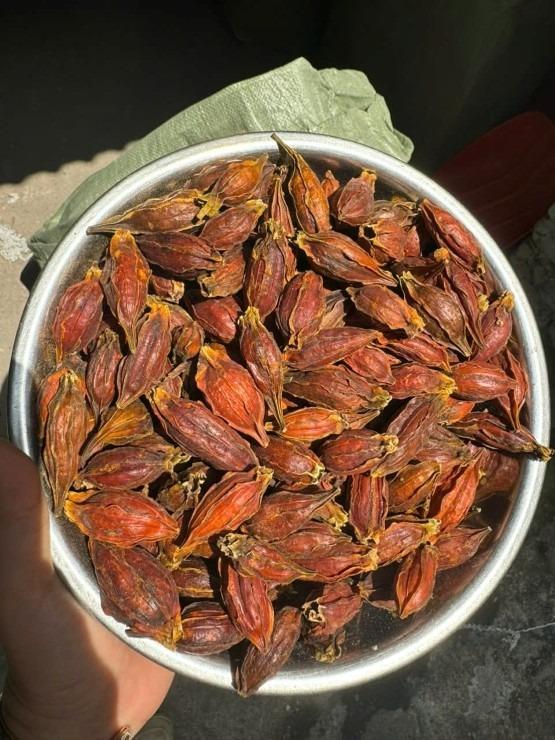 Quả mọc dại giá đến 300.000 đồng/kg, dân buôn bán vài tạ/tháng-3