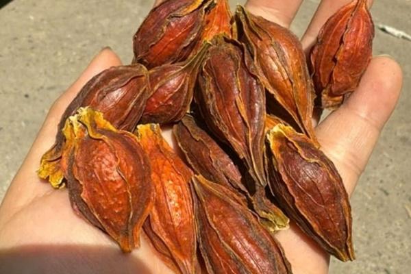 Quả mọc dại là thuốc chữa bệnh, giá vài trăm nghìn đồng/kg-1