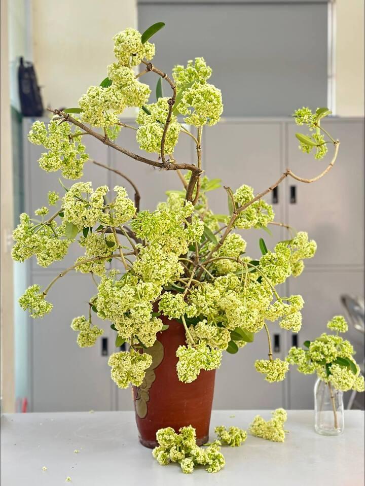 Thử cắm hoa sữa ở văn phòng, cô gái Hà Nội khiến đồng nghiệp sang chấn tâm lý-2