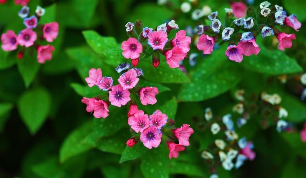 15 ngày tới, 3 con giáp phất lên giàu có-1