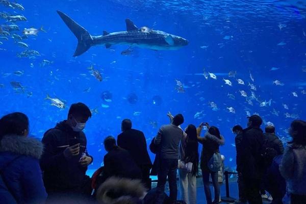 Đang lướt sóng, nam du khách bất ngờ bị cá mập cắn đứt chân-3