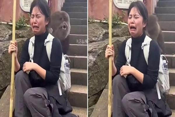 Bầy khỉ gần 200 con đào tẩu, hoành hành khắp thành phố du lịch nổi tiếng-4