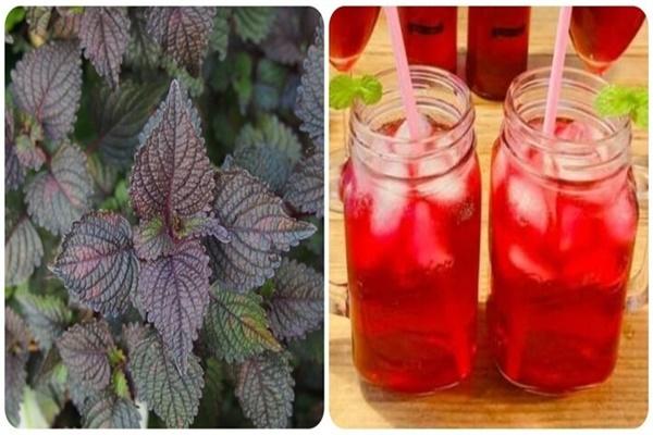 Cách trị mụn bằng lá tía tô hiệu quả-2