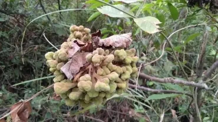 Thấy cây mọc mụn nhọt đừng vội chặt bỏ, có người kiếm được vài trăm nghìn/ngày nhờ nó-1