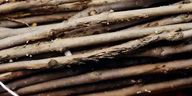 Người đàn ông nuôi vàng sống bị chê cười: Sau 20 năm kiếm hơn 200 tỷ đồng/năm, còn giúp nhiều người thành triệu phú-2