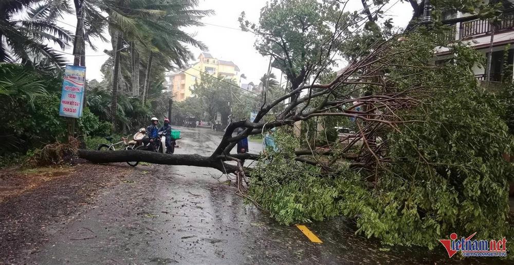 Bão Trà Mi áp sát, cây xanh đổ hàng loạt đè ô tô ở Đà Nẵng-8