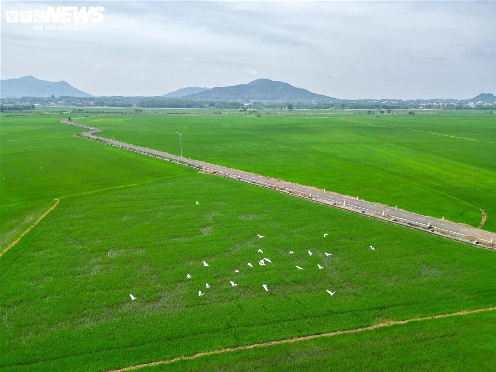 Cánh đồng lúa đẹp như tranh vẽ hút khách du lịch ở Bà Rịa - Vũng Tàu-1