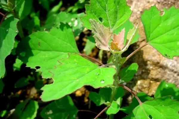 Top 6 loại rau vừa nấu canh hằng ngày vừa làm thuốc chữa bệnh-2