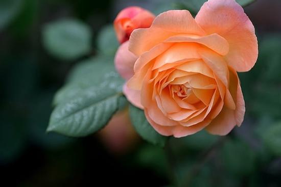 22 ngày tới, 3 con giáp TÀI LỘC vượng phát 'như mưa trút nước'